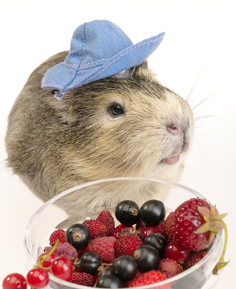 Can Guinea Pigs Eat Raspberries? Squeaks and Nibbles