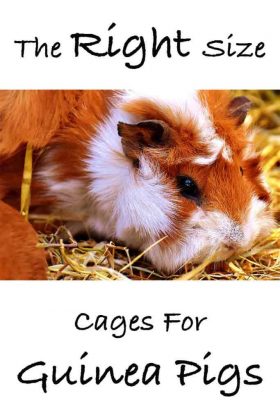 Guinea Pig Cage Size Guide The Best Indoor Guinea Pig Cages