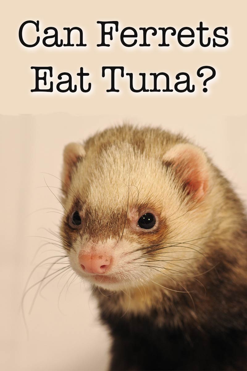 Can Ferrets Eat Tuna Fish Safely As Part Of Their Diet Or As A Treat?