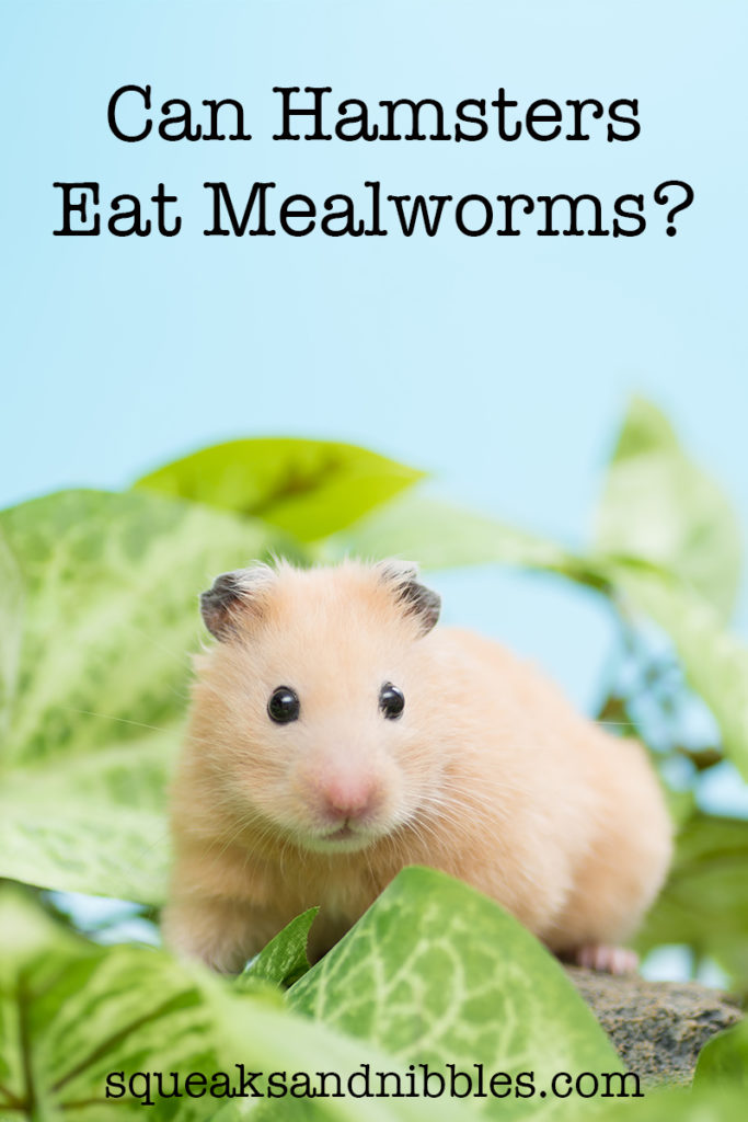 Can Hamsters Eat Mealworms How To Feed Them Safely