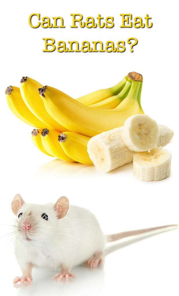 Can Rats Eat Bananas And How To Feed Them Fruity Treats Safely