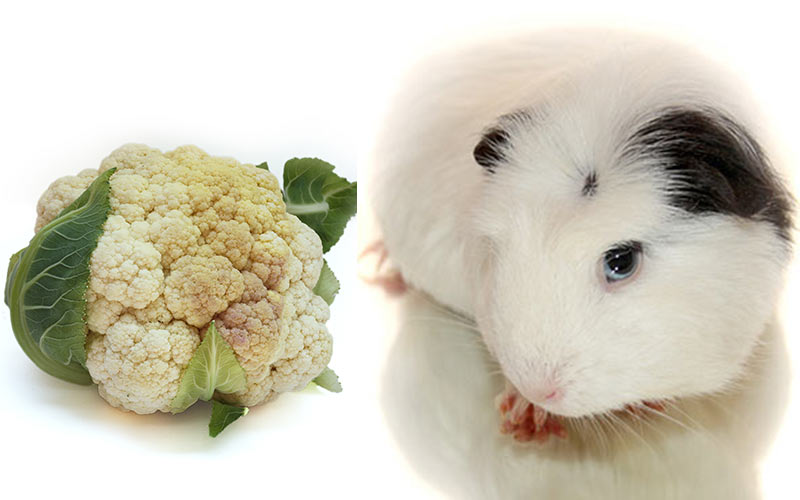 Can Guinea Pigs Eat Cauliflower Safely And How Much Is Good For Them