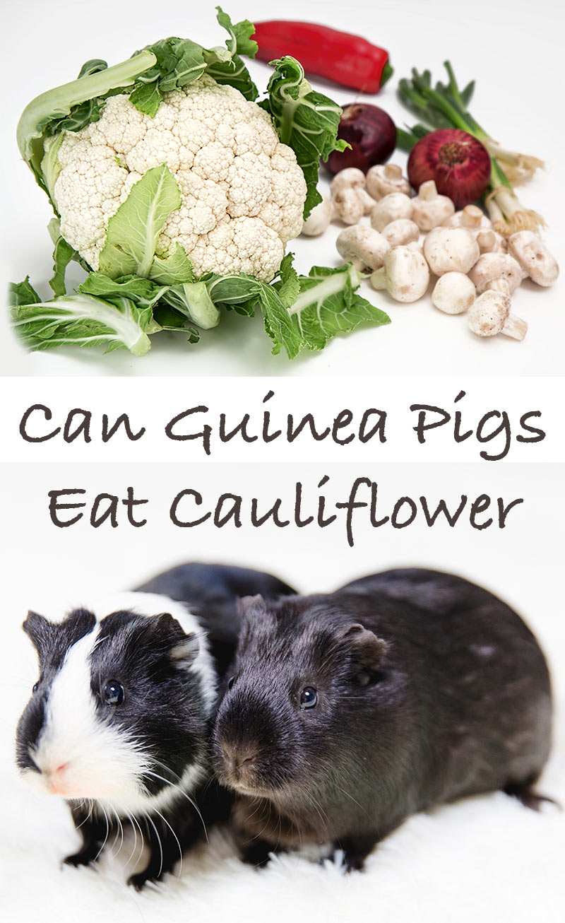 Can Guinea Pigs Eat Cauliflower Safely And How Much Is Good For Them
