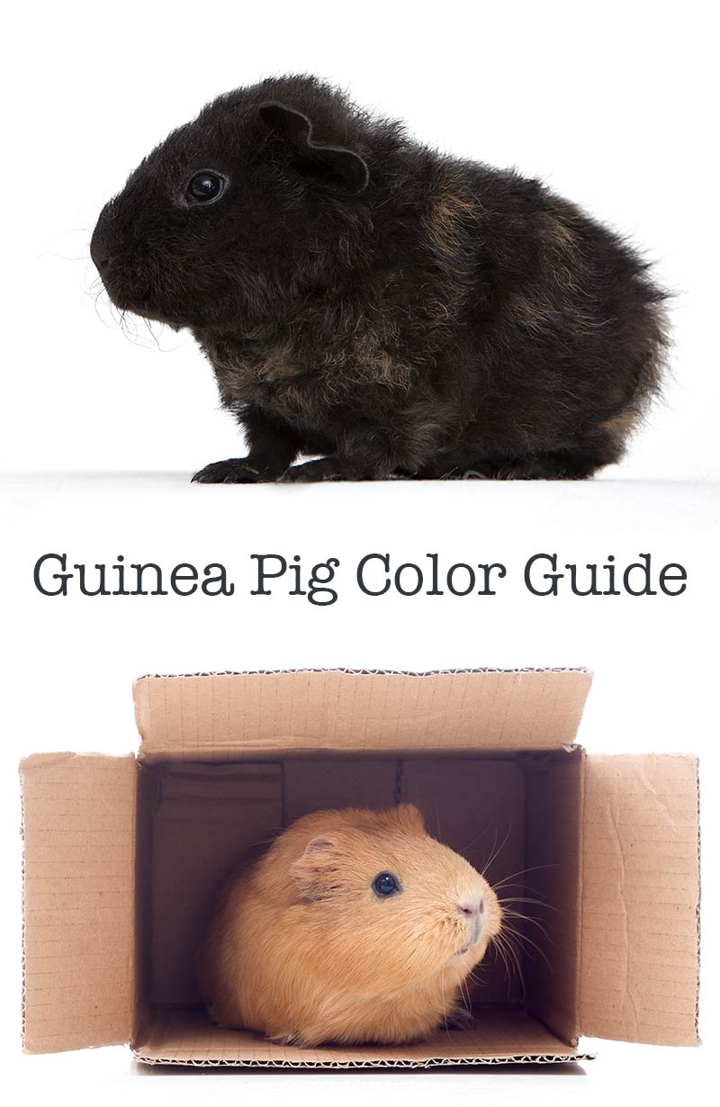 A Complete Guide To Guinea Pig Colors - With Photos!