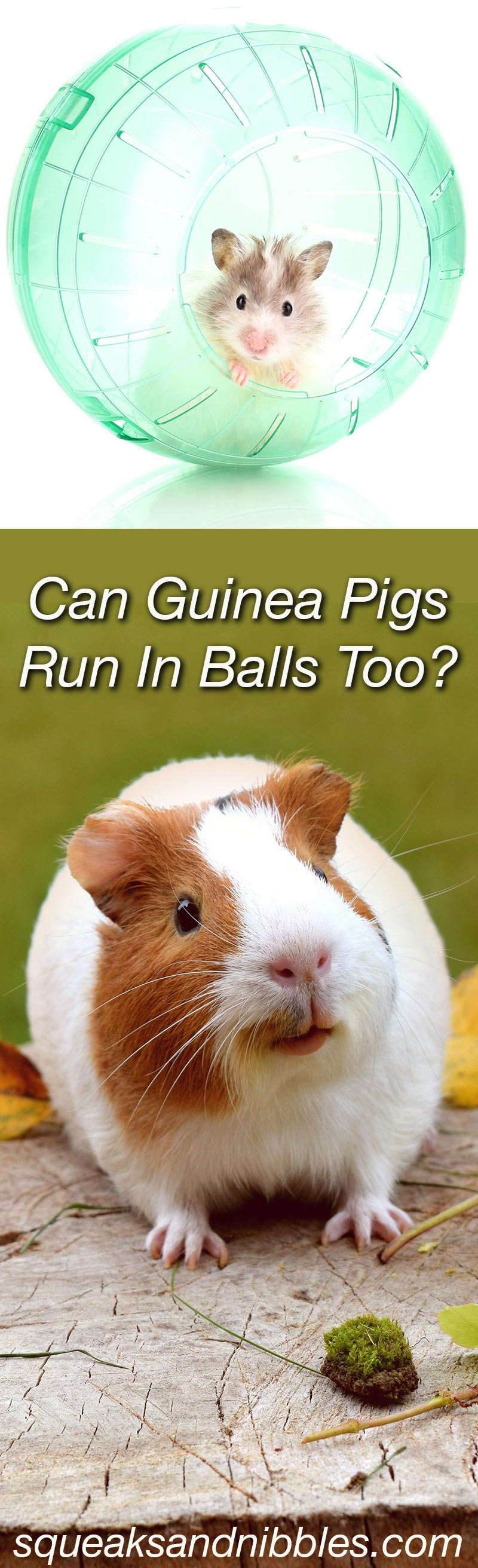 Can Guinea Pigs Run In Balls Or Exercise Wheels Safely 