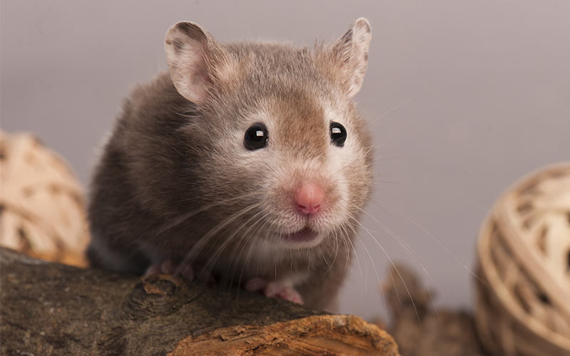 The Best Hamster Tank A Complete Guide