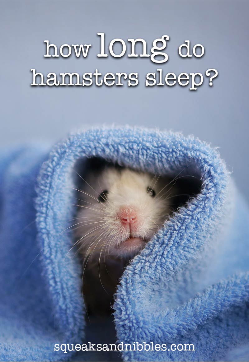 Hamster Sleep Guide How Long Do Hamsters Sleep For?