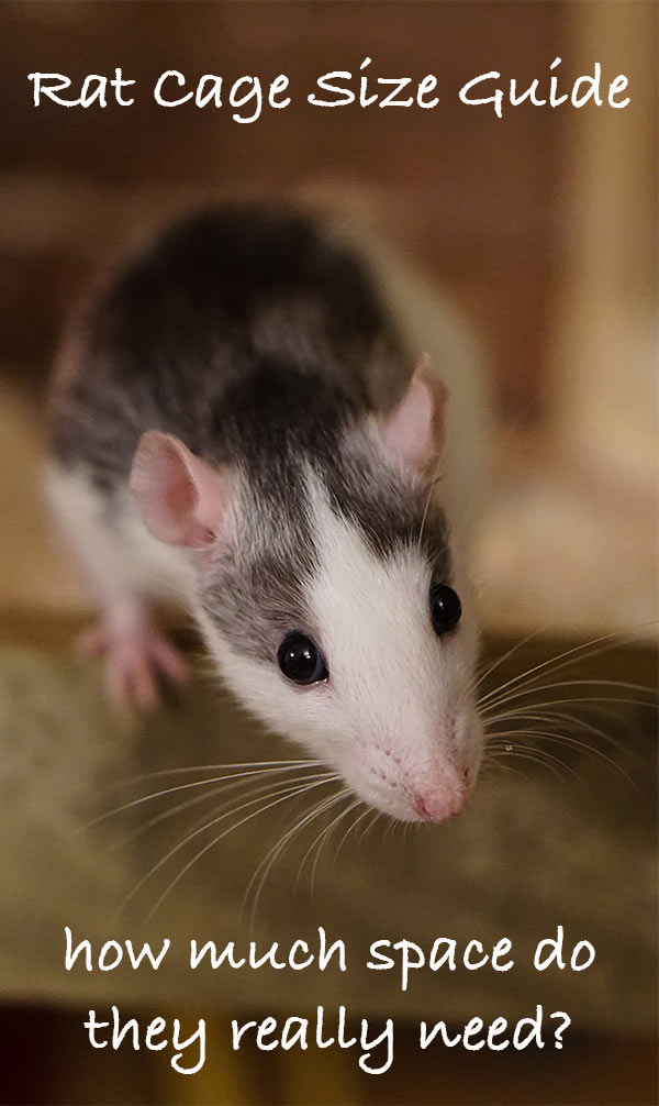 How Big Should A Rat Cage Be? A Rat Cage Size Guide