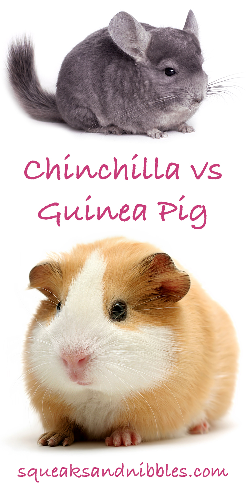 Chinchilla vs Guinea Pig – Which Is The Best Pet For You?