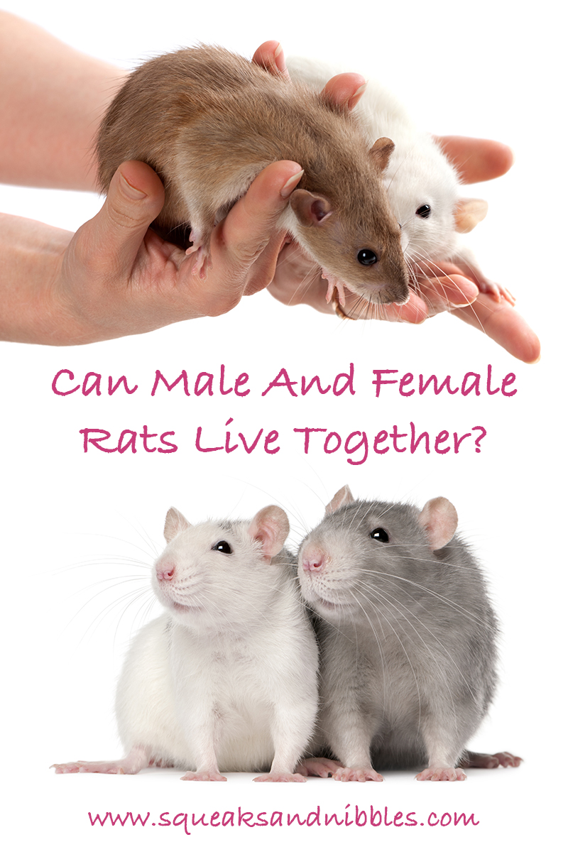 Can Male And Female Rats Live Together In The Same Cage 8365