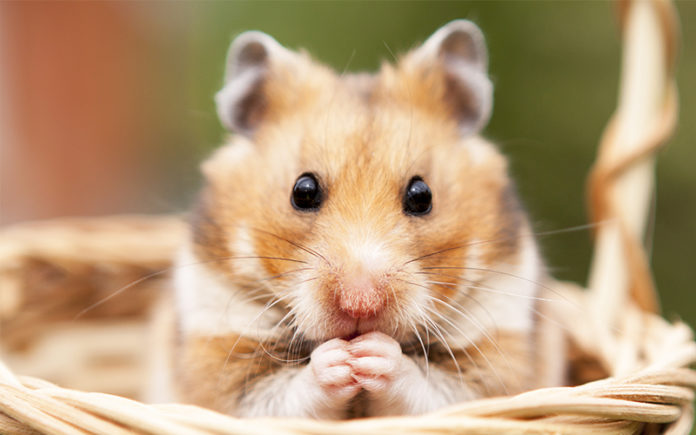 boy-hamster-names-150-cool-ideas-for-male-hamster-names