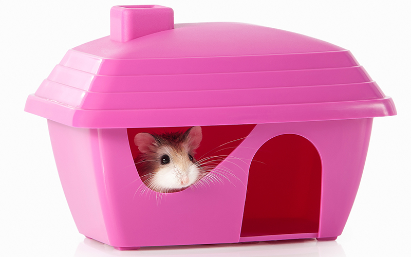 Roborovski Hamster - A Complete Guide To Robo Hamster Care