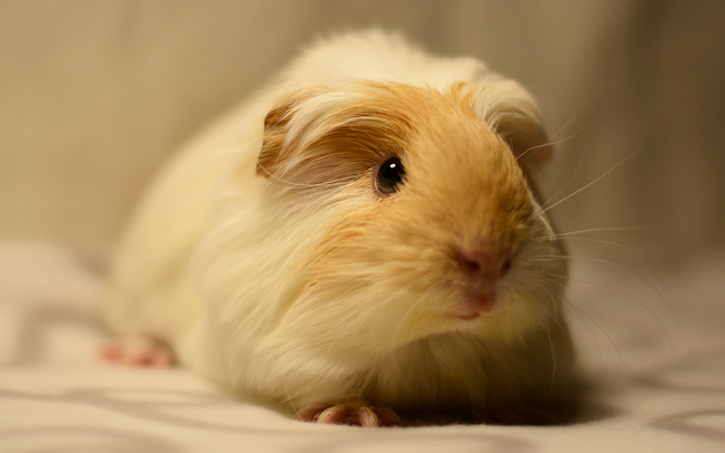 Best Bedding For Guinea Pigs Reviews And Tips For Making The Right Choice