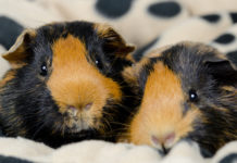 Chinchilla vs Guinea Pig – Which Is The Best Pet For You?