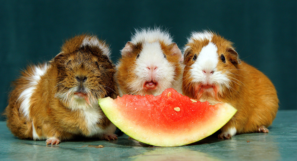 Can Guinea Pigs Eat Watermelon Fruit Rind Or Seeds 