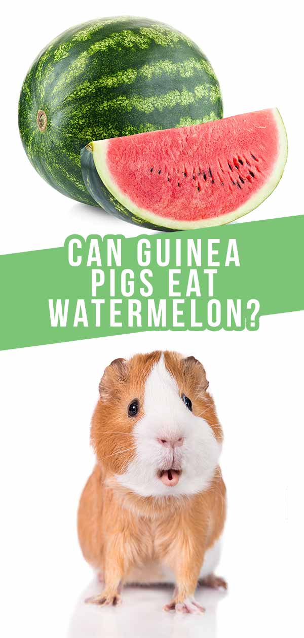 can guinea pigs eat watermelon?