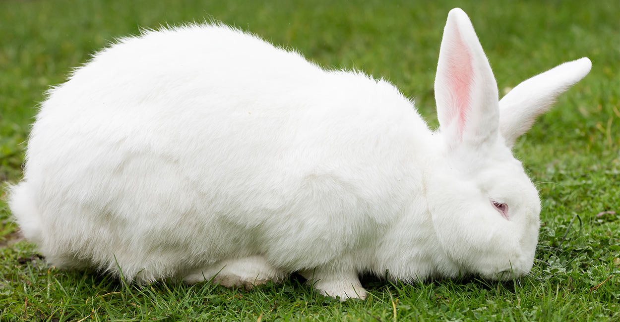 Flemish Giant Rabbits