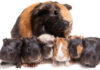 A Complete Guide To Guinea Pig Colors - With Photos!
