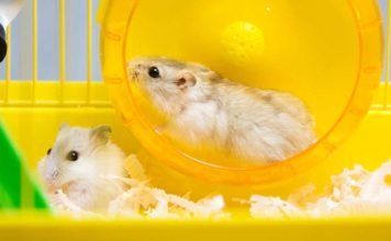 can two hamsters live together