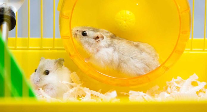 can two hamsters live together