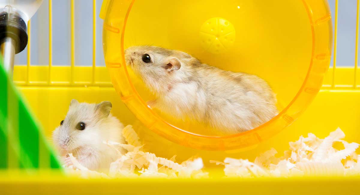 Can Hamsters Live Together - Can Two 