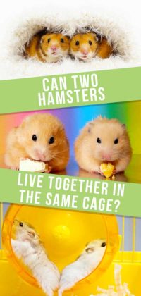 Can Hamsters Live Together - Can Two Hamsters Share A Cage?