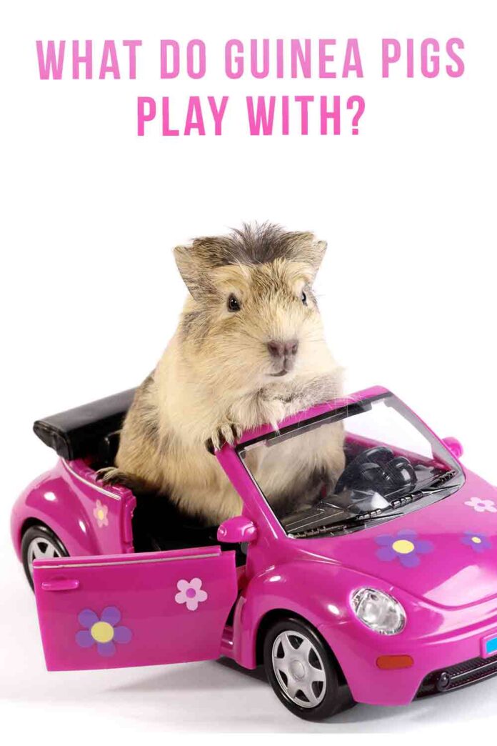 What Do Guinea Pigs Play With A Guide From Squeaks And Nibbles