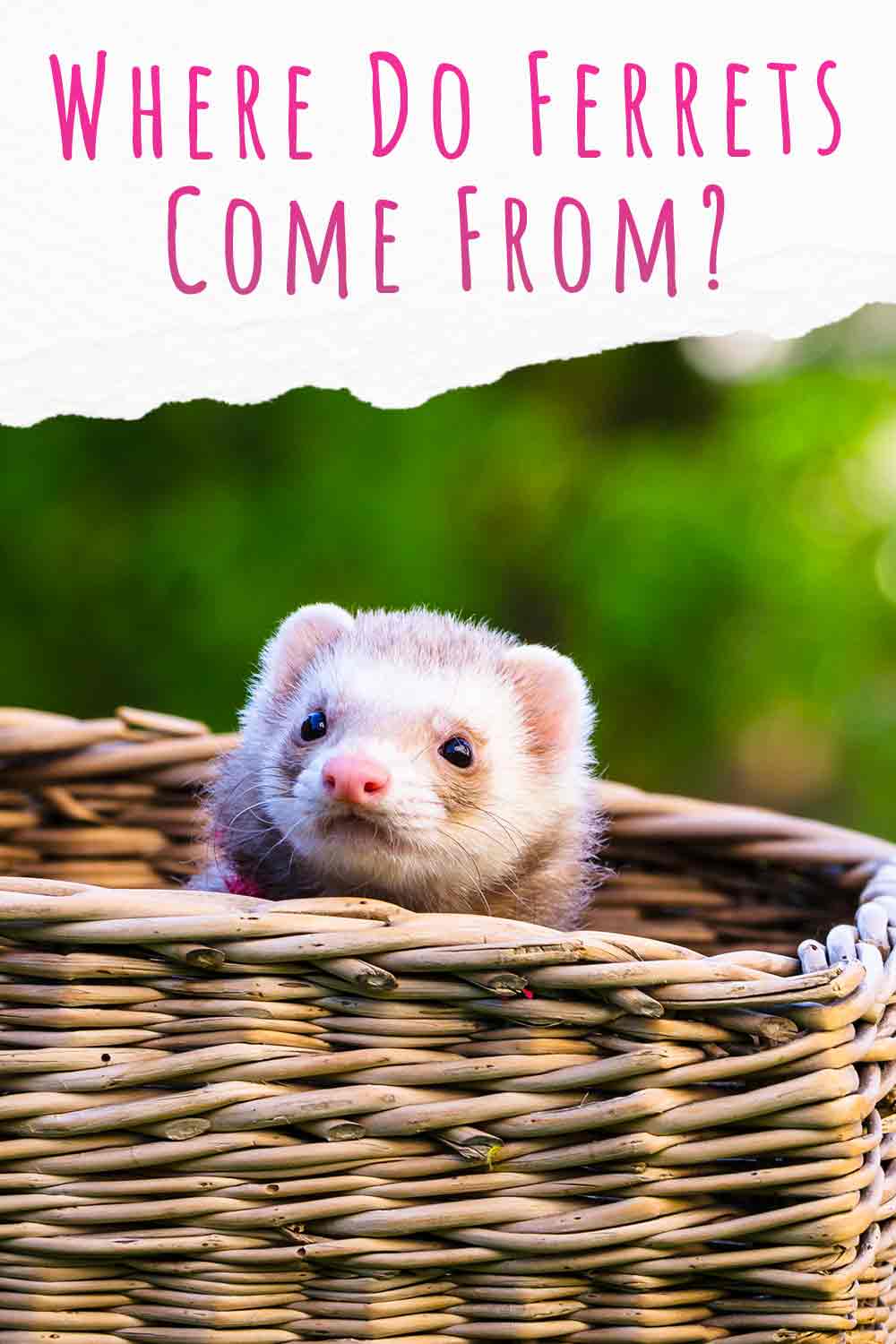 where do Ferrets come from?