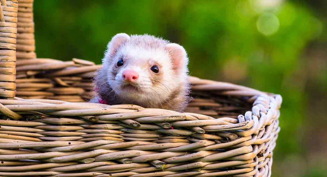 Where Do Ferrets Come From? Squeaks and Nibbles