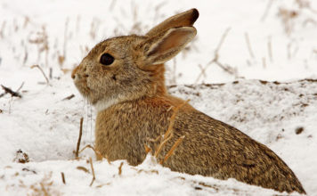 Where do rabbits come from? A guide to wild rabbits