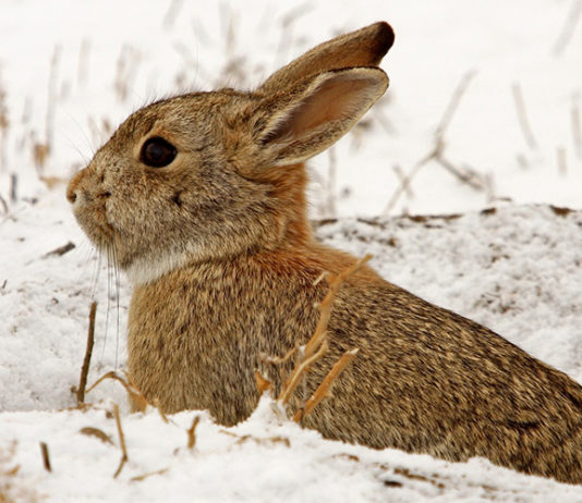 Where do rabbits come from? A guide to wild rabbits