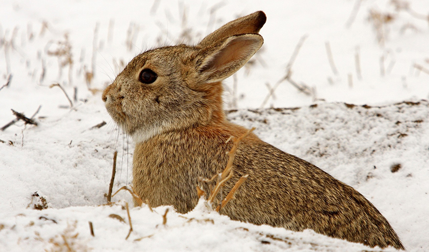 Where Do Rabbits Come From Squeaks And Nibbles