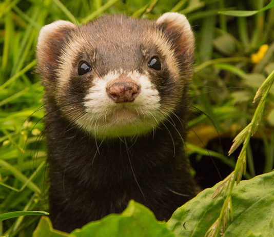 Where Do Ferrets Come From? A complete history of the wild ferret
