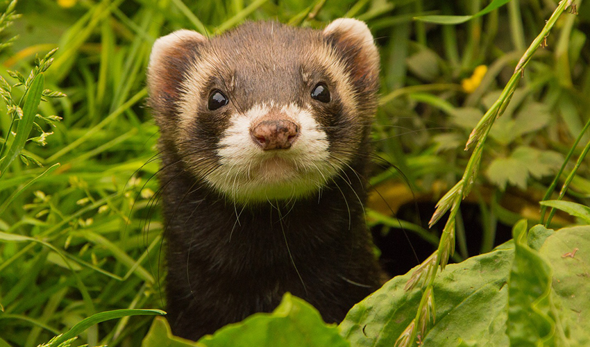 Where Do Ferrets Come From Squeaks And Nibbles