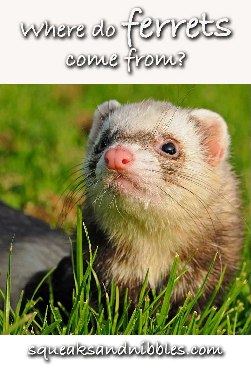 Where Do Ferrets Come From? - Squeaks and Nibbles