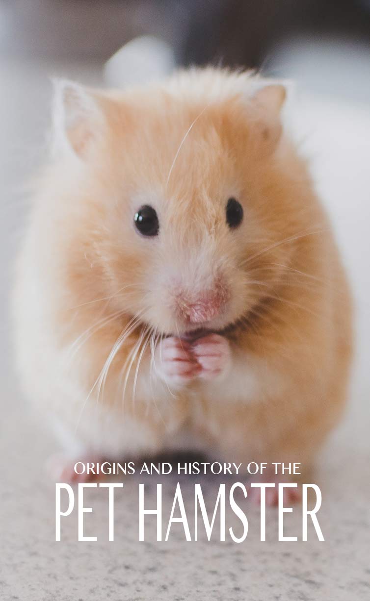 In where do hamsters come from we look at the origins of the pet hamster and find out where hamsters live in the wild