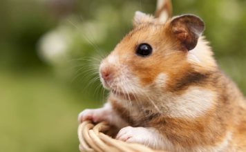 Where do hamsters come from - find out how hamsters became pets