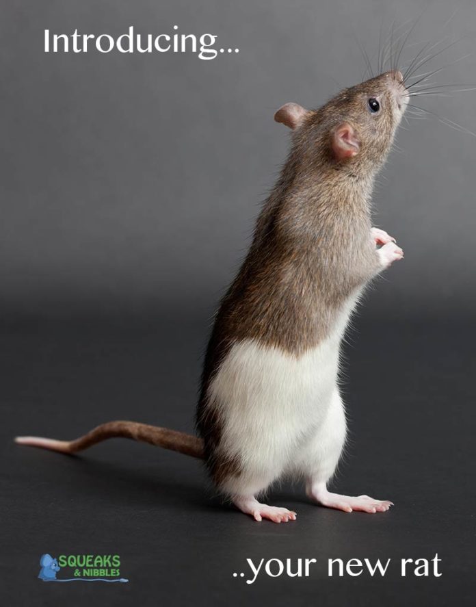 Introducing Rats - How To Introduce A New Rat To Your Pet