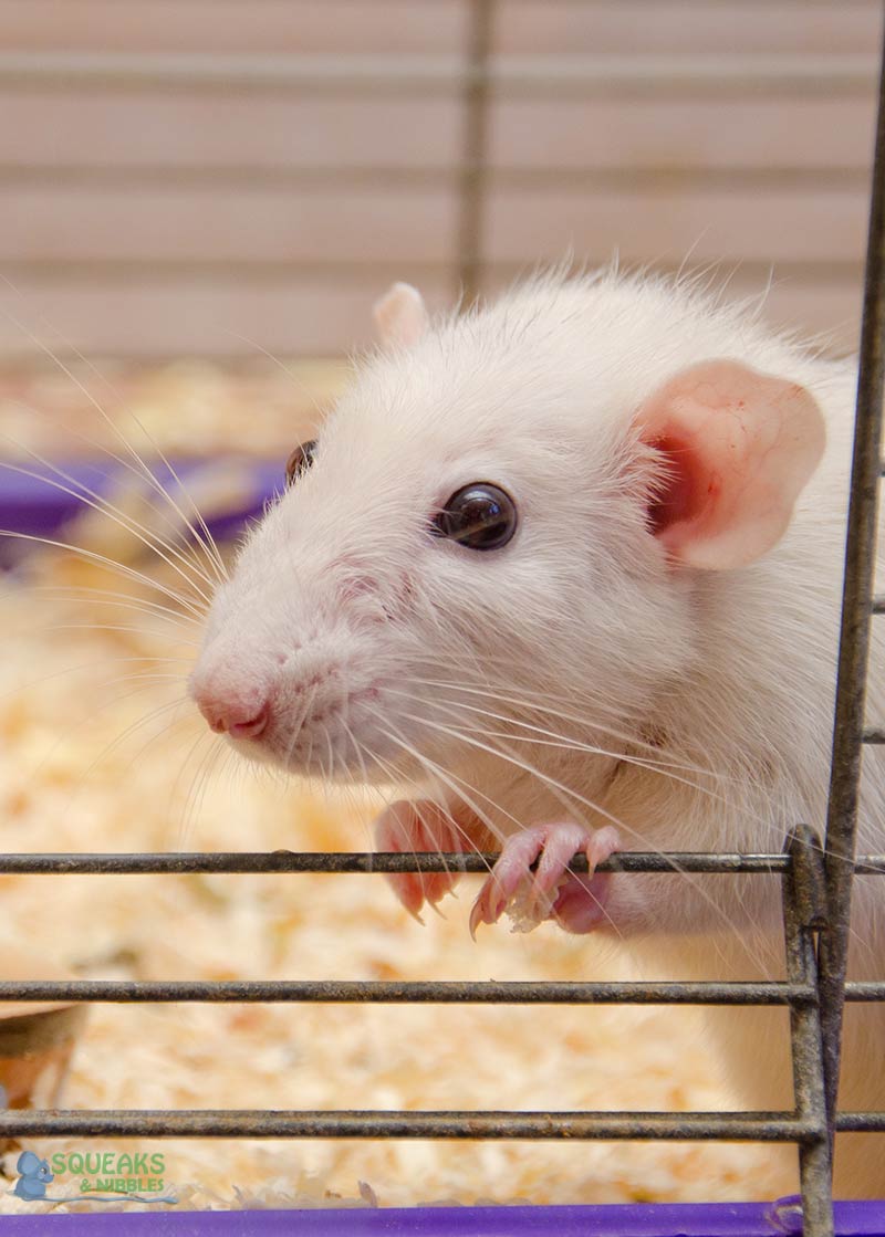 Introducing rats needs careful planning 