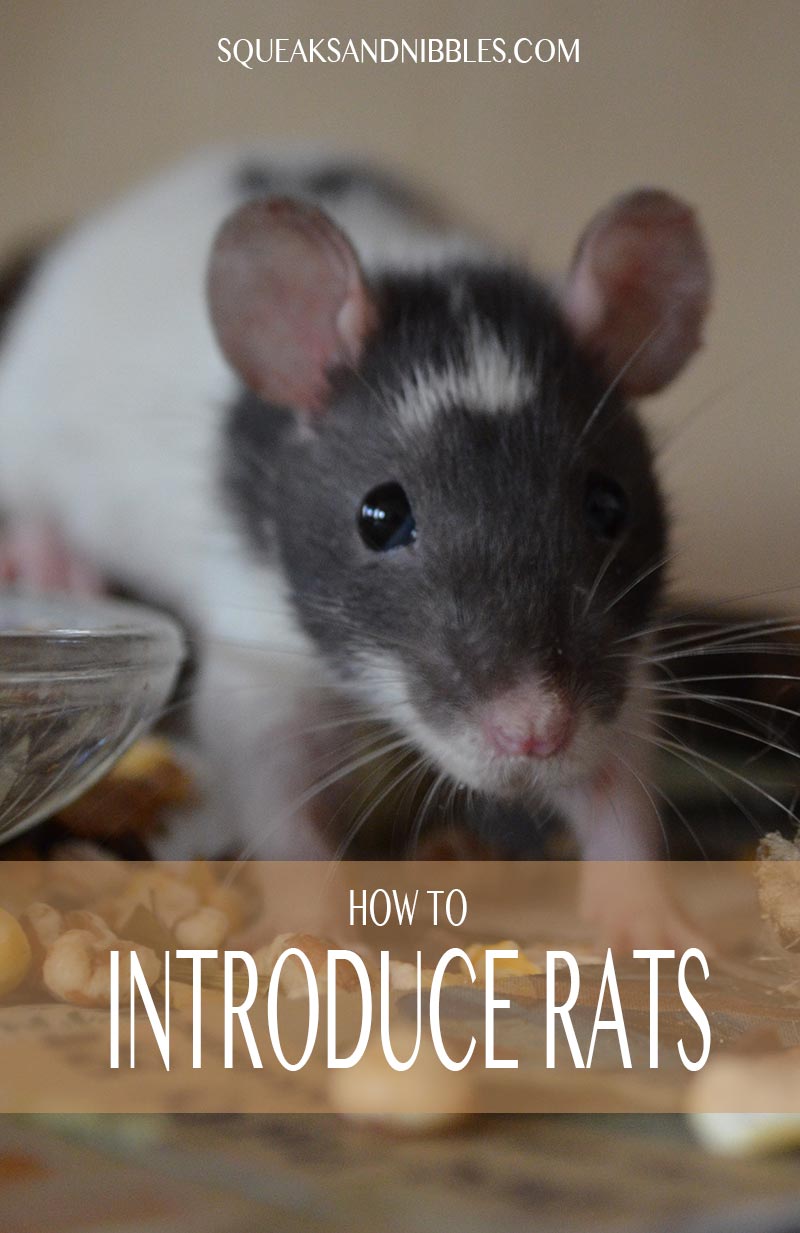 Introducing rats should be done with care, this guide explains how to do it safely