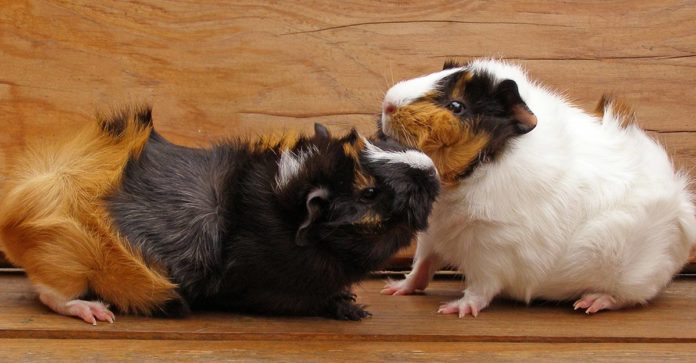 What do guinea pigs play with