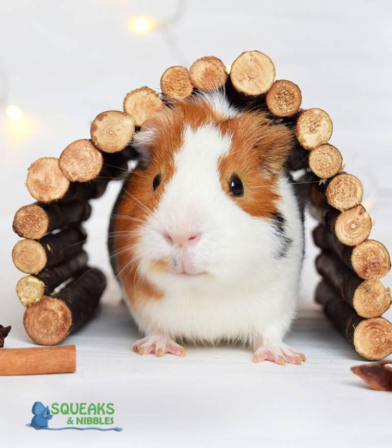 What Do Guinea Pigs Play With A Guide From Squeaks And Nibbles