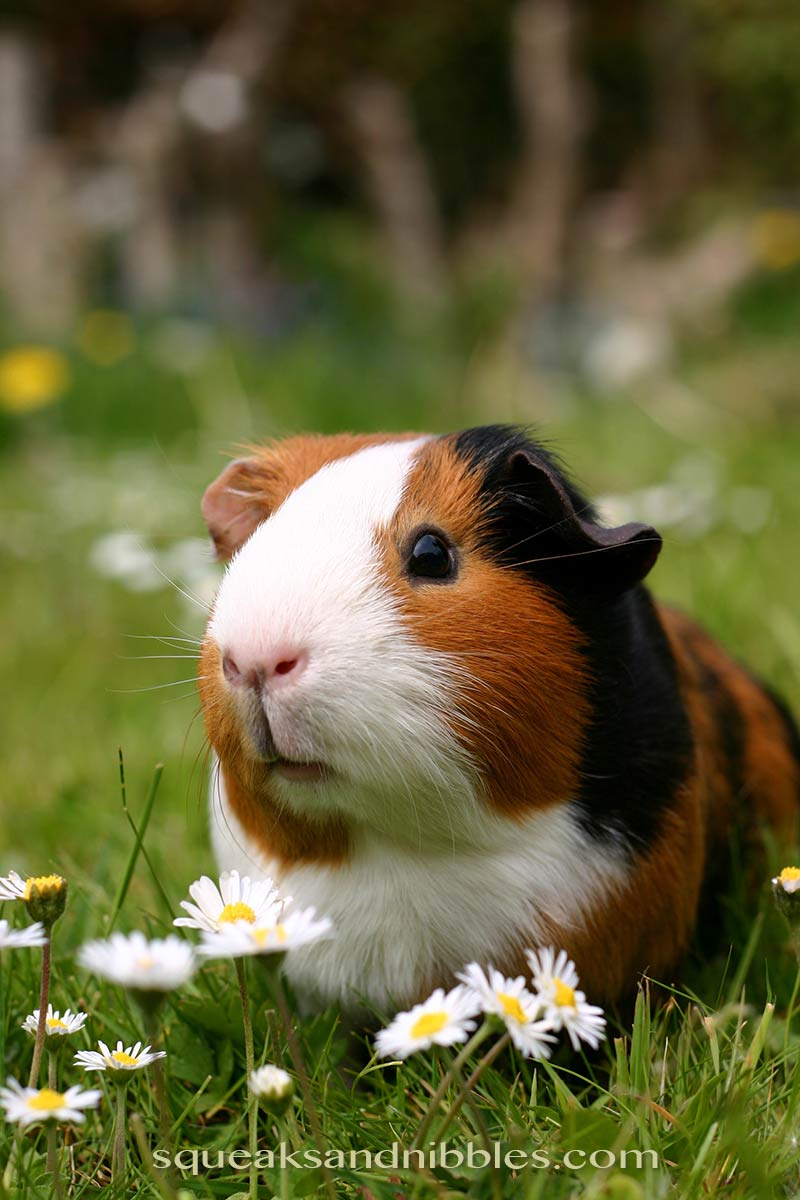 guinea pigs playing