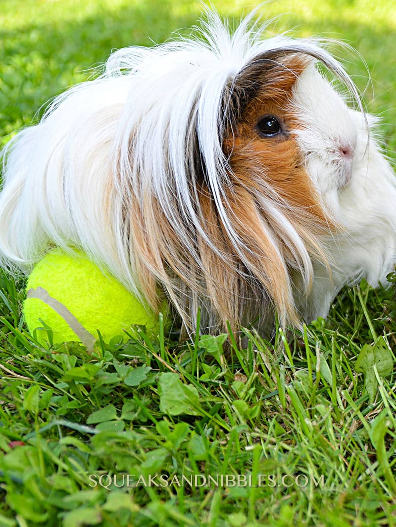 What can guinea pigs play with is a guide to safe toys for your pet piggies