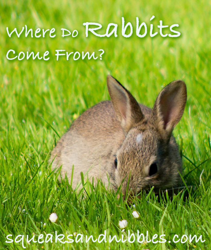 Where Do Rabbits Come From? - Squeaks and Nibbles