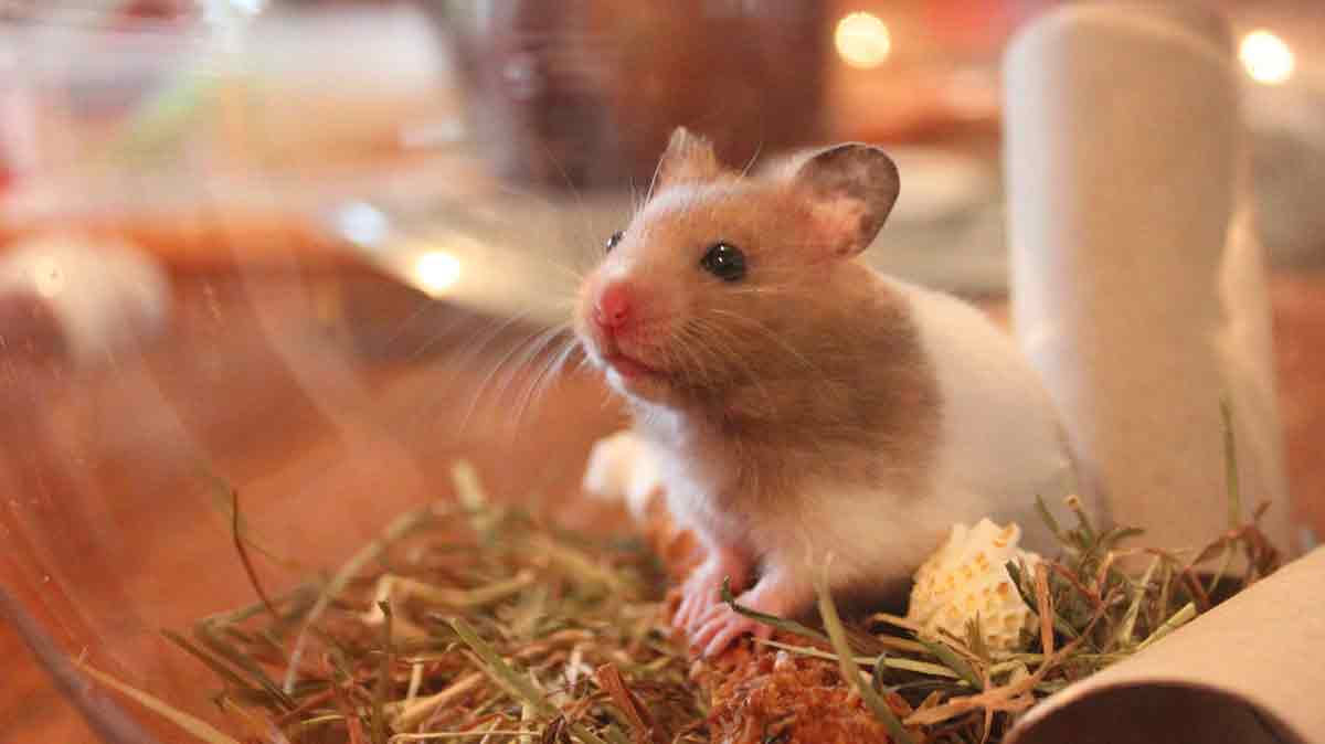 two hamsters in one cage