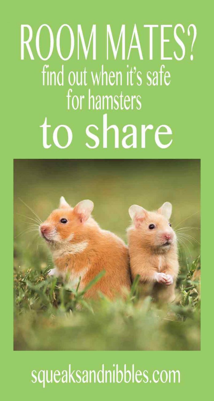 Can Hamsters Live Together Can Two Hamsters Share A Cage?