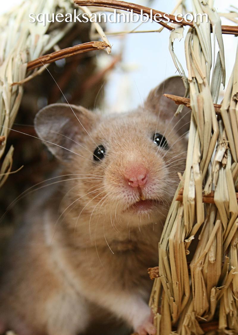 Can Syrian hamsters live together