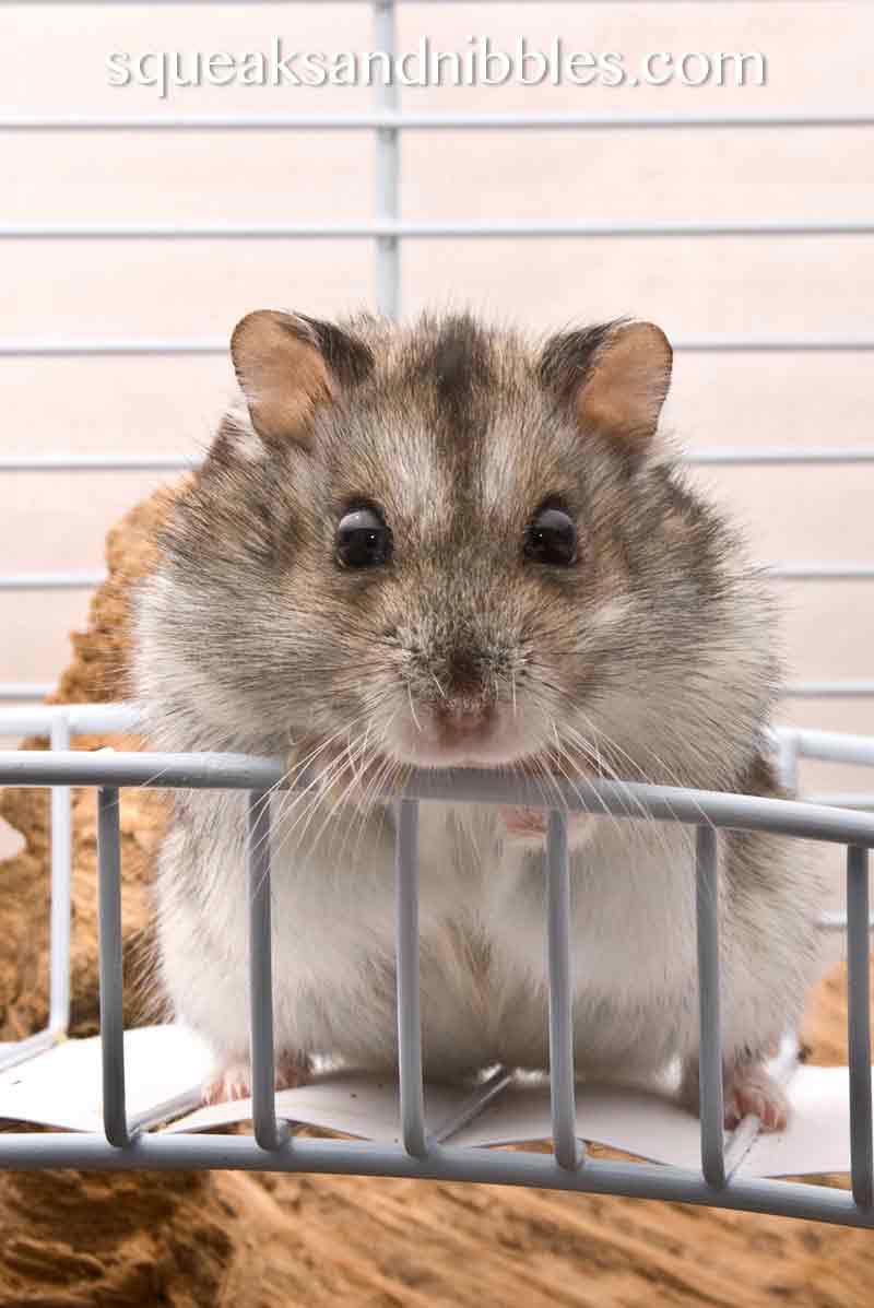 Can dwarf hamsters live together? Find out in this article