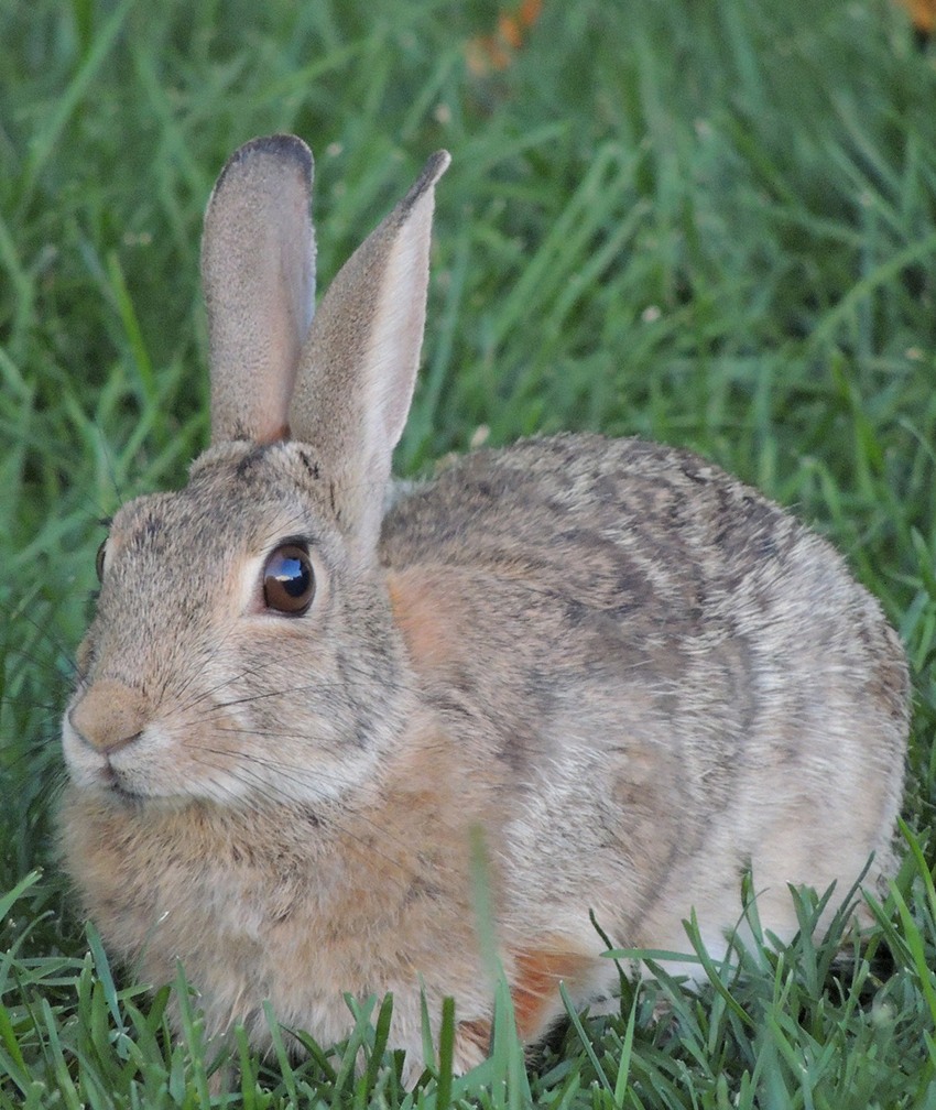Where do rabbits come from? A guide to wild rabbits